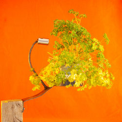 Porte pot de plantes mural